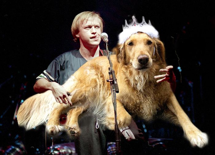 Bass Guitars Replaced by Dogs (29 pics)