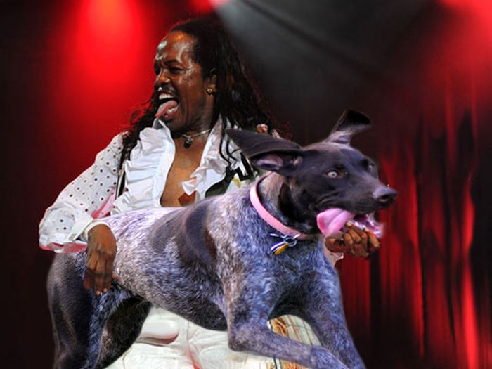 Bass Guitars Replaced by Dogs (29 pics)