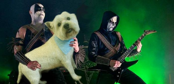 Bass Guitars Replaced by Dogs (29 pics)