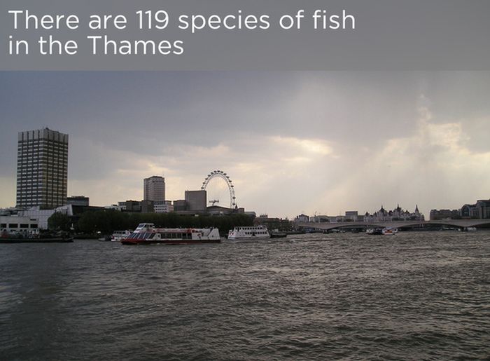 Interesting Facts About The River Thames 22 Pics