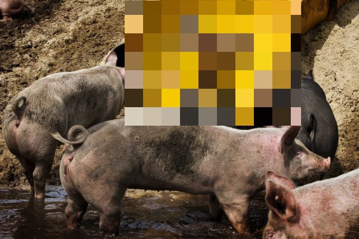Slide for Pigs (4 pics)