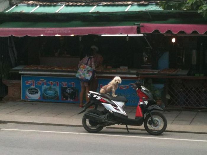 Acid Picdump (121 pics)