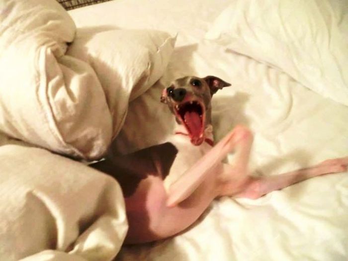 Acid Picdump (121 pics)