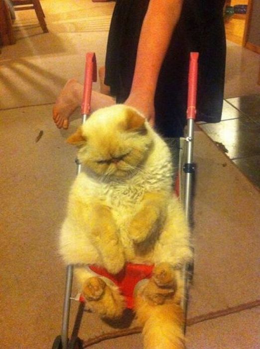 Acid Picdump (121 pics)