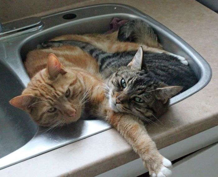 Acid Picdump (121 pics)
