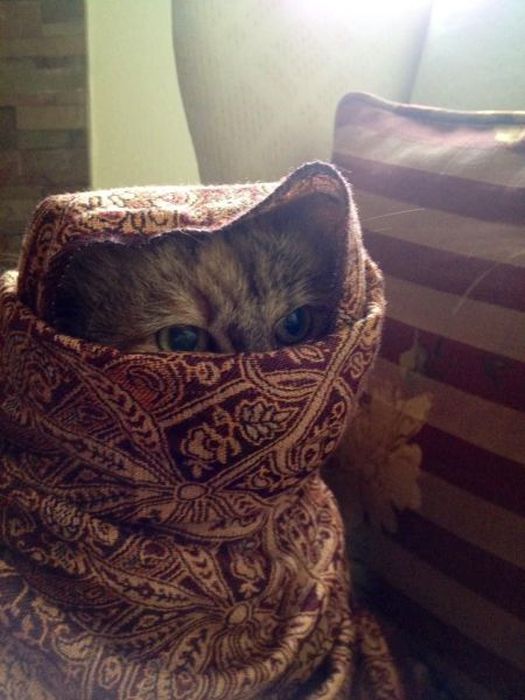 Acid Picdump (121 pics)