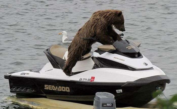Bear Cub Likes a Water Scooter (5 pics)