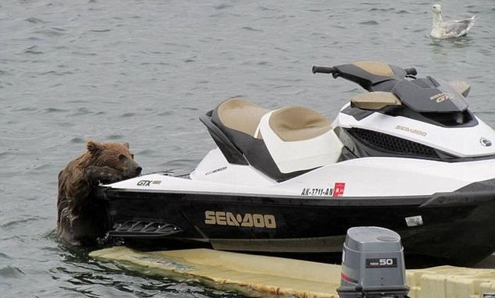 Bear Cub Likes a Water Scooter (5 pics)