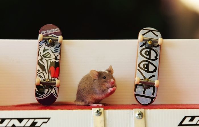 Skateboarding Mice (15 pics)