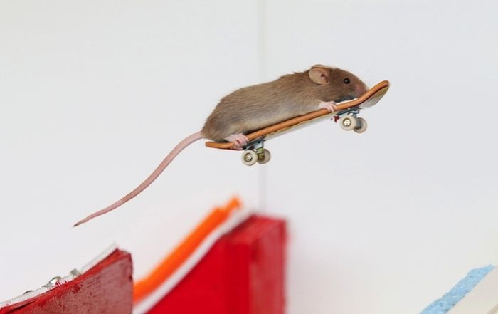 Skateboarding Mice (15 pics)