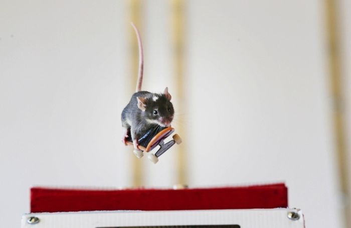 Skateboarding Mice (15 pics)