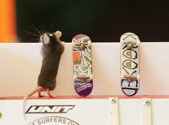 Skateboarding Mice (15 pics)