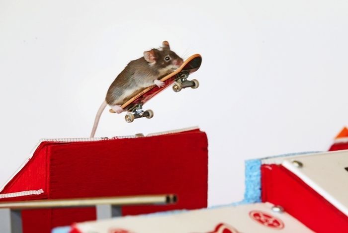 Skateboarding Mice (15 pics)