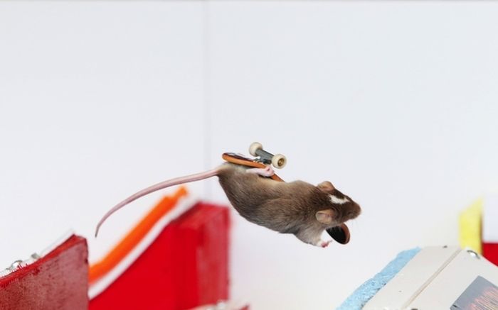 Skateboarding Mice (15 pics)