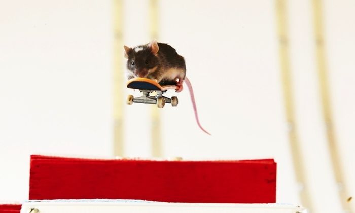 Skateboarding Mice (15 pics)