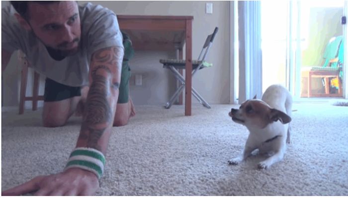 Yoga Dog (9 gifs)