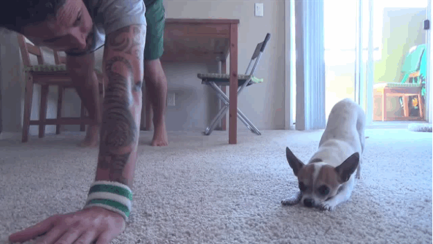 Yoga Dog (9 gifs)