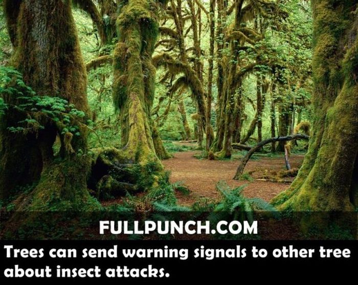Yet Another Selection of Facts (44 pics)