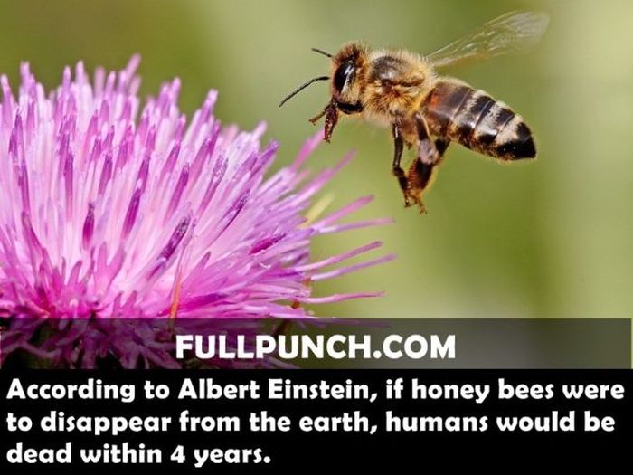 Yet Another Selection of Facts (44 pics)
