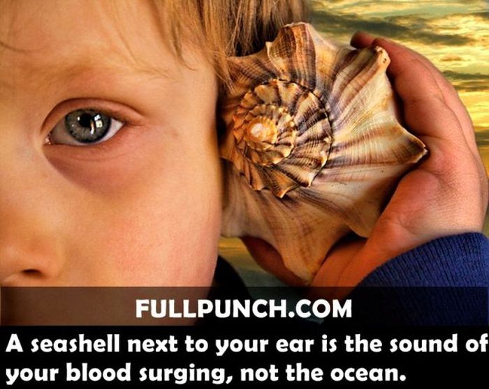 Yet Another Selection of Facts (44 pics)