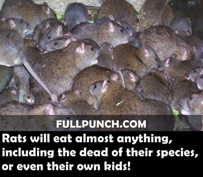 Yet Another Selection of Facts (44 pics)