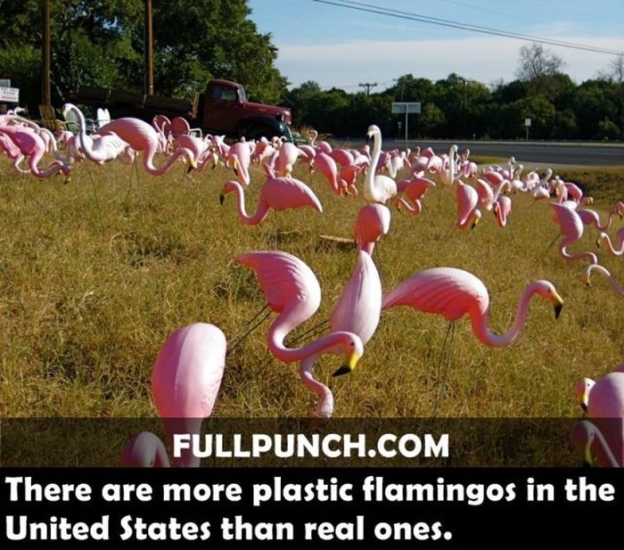 Yet Another Selection of Facts (44 pics)