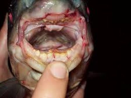 Pacu Fish (7 pics)