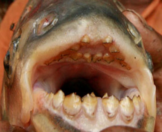 Pacu Fish (7 pics)
