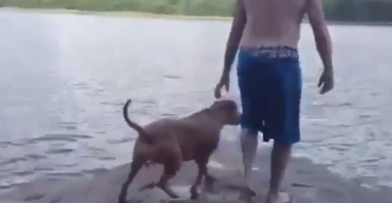 Dog Runs into Water To Rescue Owner