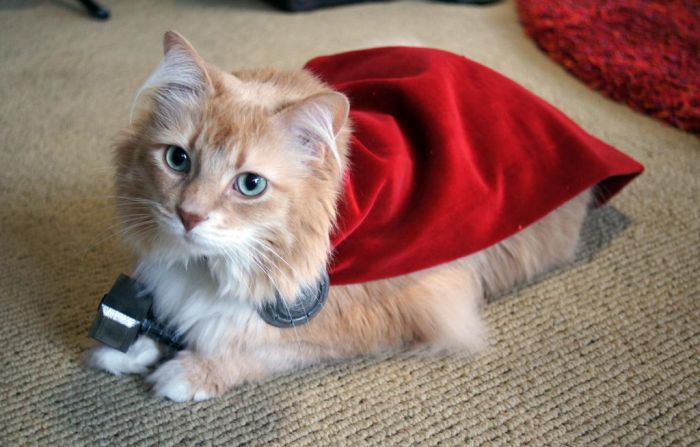 Cat Dressed Up Like Thor (6 pics)