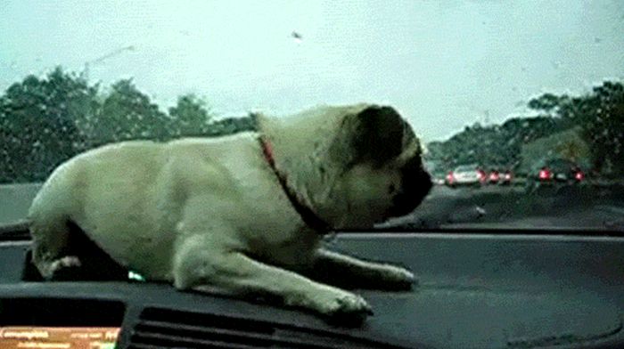 Funny Dogs Gifs (22 gifs)