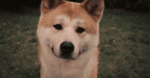 Funny Dogs Gifs (22 gifs)