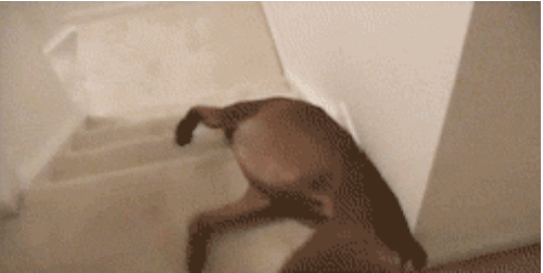 Funny Dogs Gifs (22 gifs)