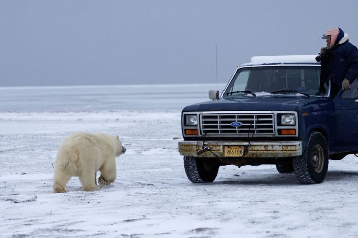 Polar Bear Inspects a Car (14 pics)