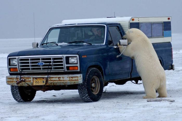 Polar Bear Inspects a Car (14 pics)