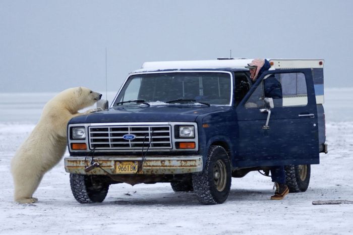 Polar Bear Inspects a Car (14 pics)