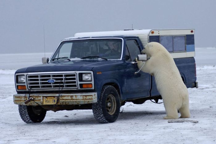 Polar Bear Inspects a Car (14 pics)