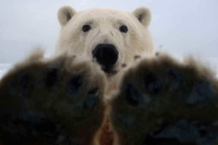 Polar Bear Inspects a Car (14 pics)