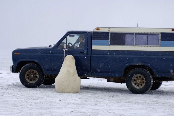 Polar Bear Inspects a Car (14 pics)