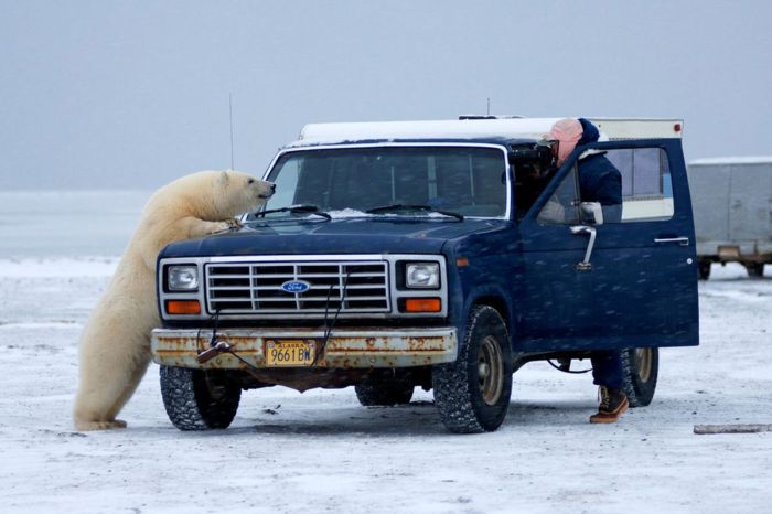 Polar Bear Inspects a Car (14 pics)