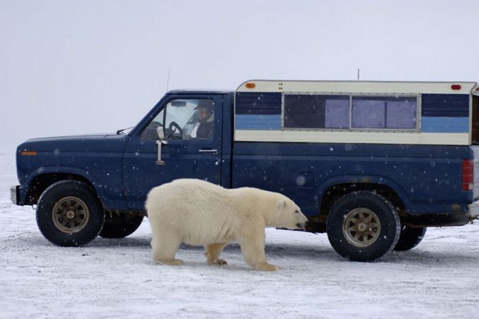 Polar Bear Inspects a Car (14 pics)