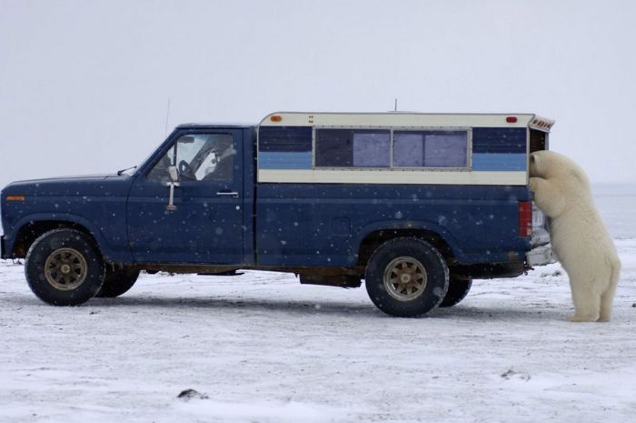 Polar Bear Inspects a Car (14 pics)