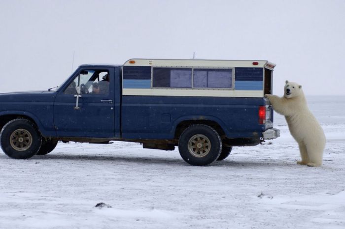 Polar Bear Inspects a Car (14 pics)