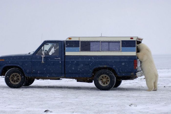 Polar Bear Inspects a Car (14 pics)