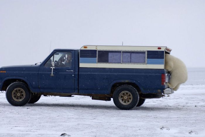 Polar Bear Inspects a Car (14 pics)