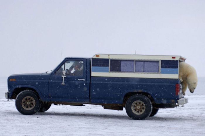 Polar Bear Inspects a Car (14 pics)