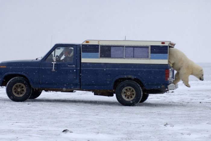 Polar Bear Inspects a Car (14 pics)