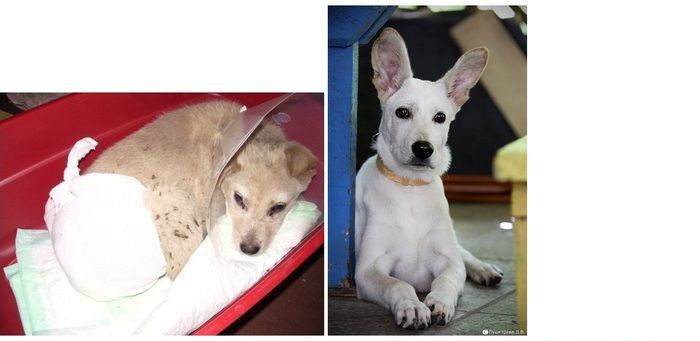 Abandoned Dogs Before and After (28 pics)