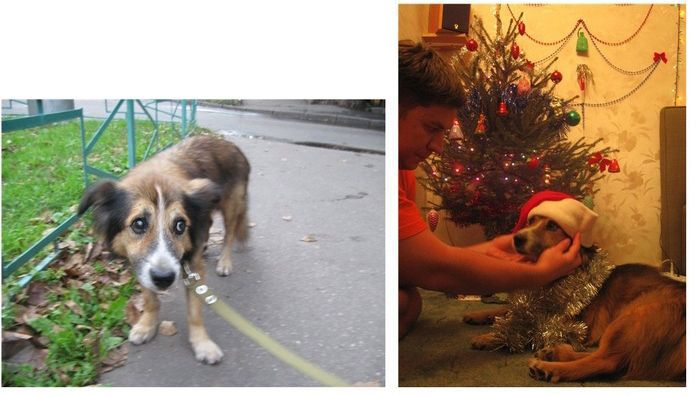 Abandoned Dogs Before and After (28 pics)
