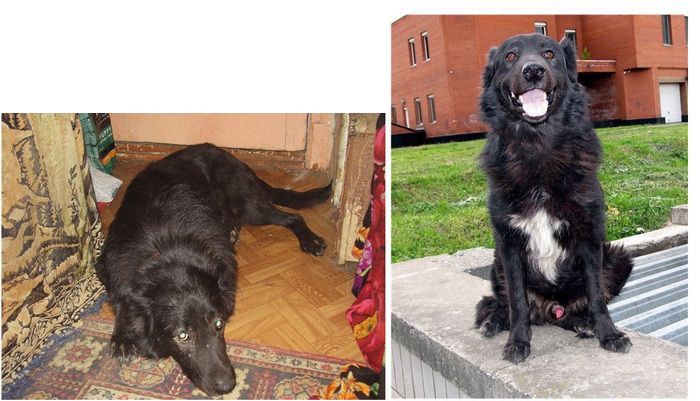 Abandoned Dogs Before and After (28 pics)